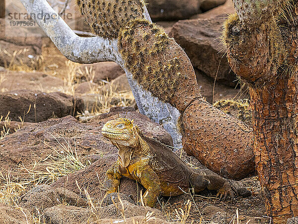 Ein ausgewachsener Galapagos-Landleguan (Conolophus subcristatus) sonnt sich auf North Seymour Island  Galapagos-Inseln  UNESCO-Weltkulturerbe  Ecuador  Südamerika