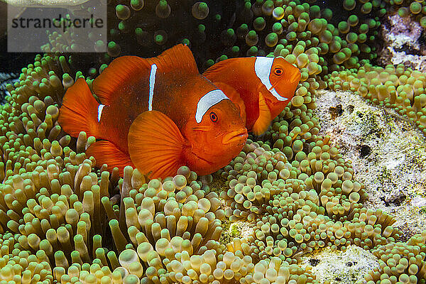 Ein Paar Dornwangen-Clownfische (Amphiprion biaculeatus)  Pulau Gam Nachtschnorchel vor der Insel Wohof  Raja Ampat  Indonesien  Südostasien