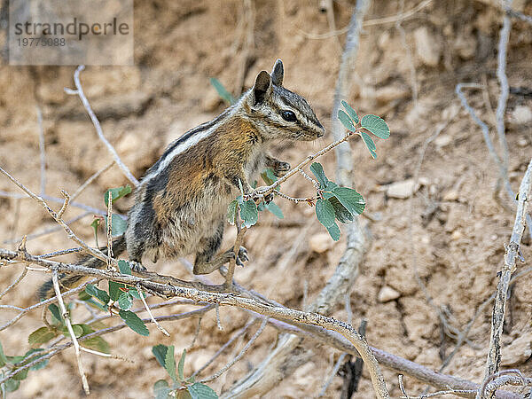 Ein erwachsener Uinta-Streifenhörnchen (Neotamias umbrinus) im Bryce-Canyon-Nationalpark  Utah  Vereinigte Staaten von Amerika  Nordamerika