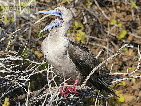 Ein erwachsener Rotfußtölpel (Sula sula) in Punta Pitt  San Cristobal Island  Galapagos-Inseln  UNESCO-Weltkulturerbe  Ecuador  Südamerika