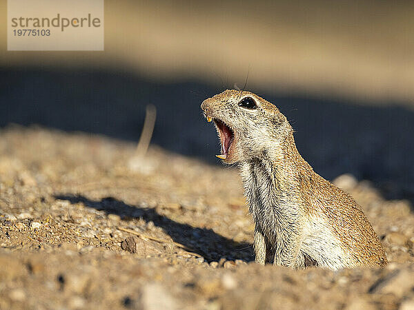 Rundschwanz-Ziesel (Xerospermophilus tereticaudus)  Brandi Fenton Park  Tucson  Arizona  Vereinigte Staaten von Amerika  Nordamerika