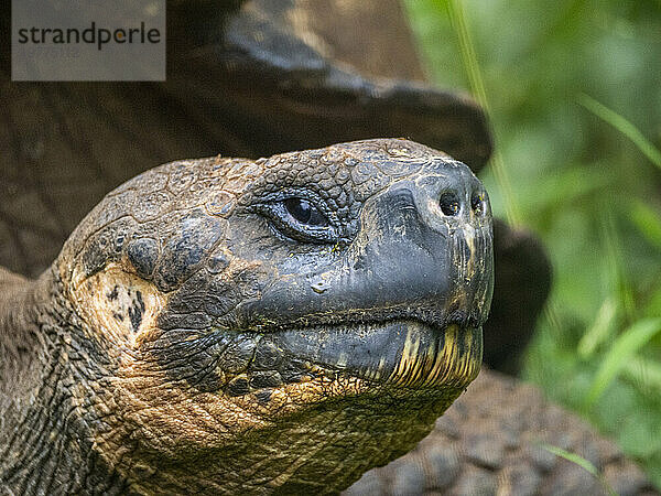 Wilde Galapagos-Riesenschildkröte (Chelonoidis spp)  gefunden in Rancho Manzanillo  Santa Cruz Island  Galapagos-Inseln  UNESCO-Weltkulturerbe  Ecuador  Südamerika