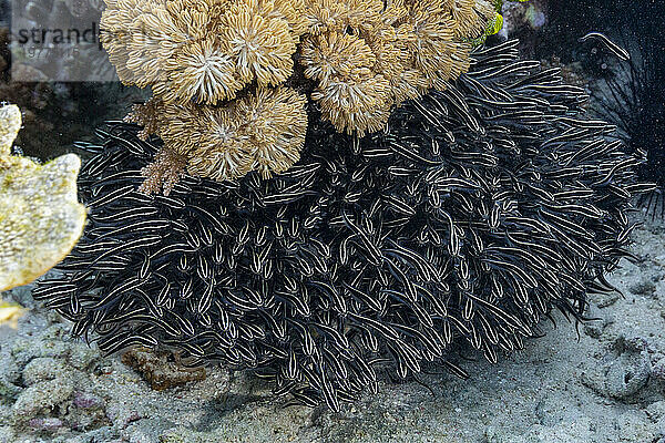 Eine Schule gestreifter Aalwelse (Plotosus lineatus)  die auf dem Riff vor der Insel Bangka  Indonesien  Südostasien schwimmt