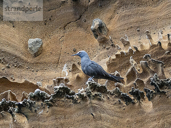 Erwachsener brauner Noddy (Anous stolidus)  auf einem Felsvorsprung auf der Insel Isabela  Galapagos-Inseln  UNESCO-Weltkulturerbe  Ecuador  Südamerika