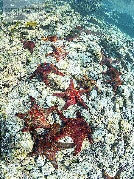 Panamischer Kissenstern (Pentaceratser cumingi)  in einem Gedränge auf der Insel Fernandina  Galapagosinseln  UNESCO-Weltkulturerbe  Ecuador  Südamerika