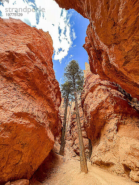 Riesige Bäume wachsen in einem Slot Canyon im Bryce-Canyon-Nationalpark  Utah  Vereinigte Staaten von Amerika  Nordamerika