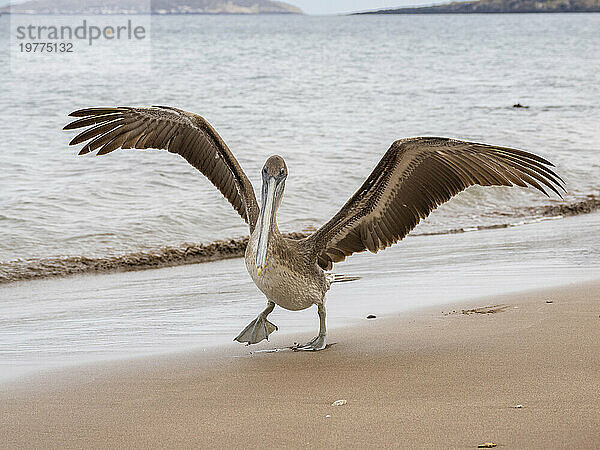 Jungbrauner Pelikan (Pelecanus occidentalis)  in Buccaneer Cove  Insel Santiago  Galapagosinseln  UNESCO-Weltkulturerbe  Ecuador  Südamerika