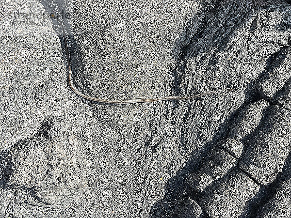 Ein erwachsener Galapagos-Rennläufer (Pseudalsophis biserialis) auf Pahoehoe-Lava auf der Insel Fernandina  Galapagos-Inseln  UNESCO-Weltkulturerbe  Ecuador  Südamerika