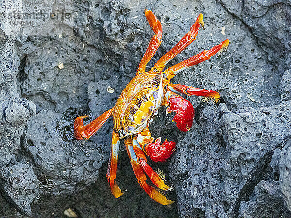 Eine erwachsene Sally-Lightfoot-Krabbe (Grapsus grapsus) in Baltra  Bacha Beach auf der Insel Santa Cruz  Galapagos  UNESCO-Weltkulturerbe  Ecuador  Südamerika