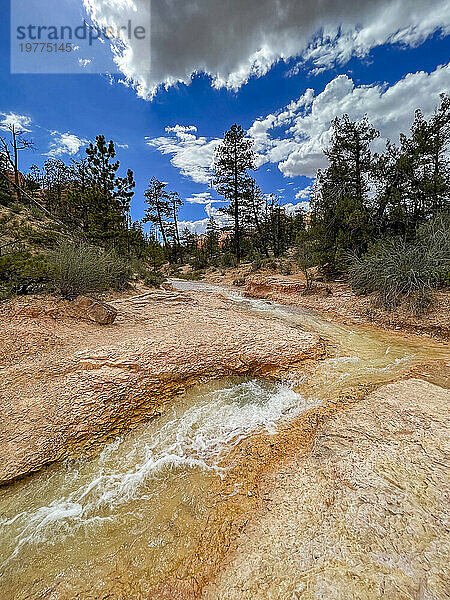 Ein Bach  der durch den Mossy Cave Trail im Bryce-Canyon-Nationalpark  Utah  Vereinigte Staaten von Amerika  Nordamerika fließt