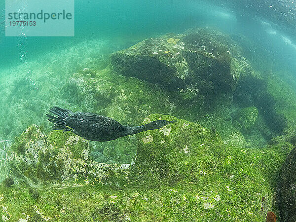 Ausgewachsener flugunfähiger Kormoran (Nannopterum harris)  unter Wasser auf der Insel Fernandina  Galapagosinseln  UNESCO-Weltkulturerbe  Ecuador  Südamerika