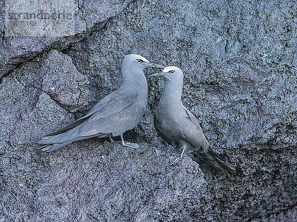 Ein Paar erwachsener brauner Noddies (Anous stolidus) auf einem Felsvorsprung auf der Insel Isabela  Galapagos-Inseln  UNESCO-Weltkulturerbe  Ecuador  Südamerika