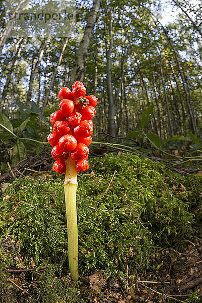 Lords-and-Ladies (Cuckoo Pint) (Arum maculatum) Büschel orangefarbener Beeren  Vereinigtes Königreich  Europa