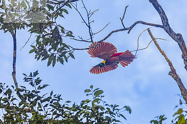 Ein erwachsener männlicher roter Paradiesvogel (Paradisaea rubra) im Flug auf der Insel Gam  Raja Ampat  Indonesien  Südostasien  Asien