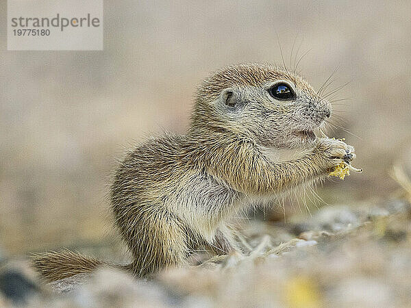 Rundschwanz-Ziesel (Xerospermophilus tereticaudus)  Brandi Fenton Park  Tucson  Arizona  Vereinigte Staaten von Amerika  Nordamerika