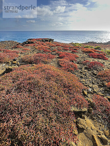 Galapagos-Teppich (Sesuvium edmonstonei)  Punta Pitt  Insel San Cristobal  Galapagos  UNESCO-Weltkulturerbe  Ecuador  Südamerika