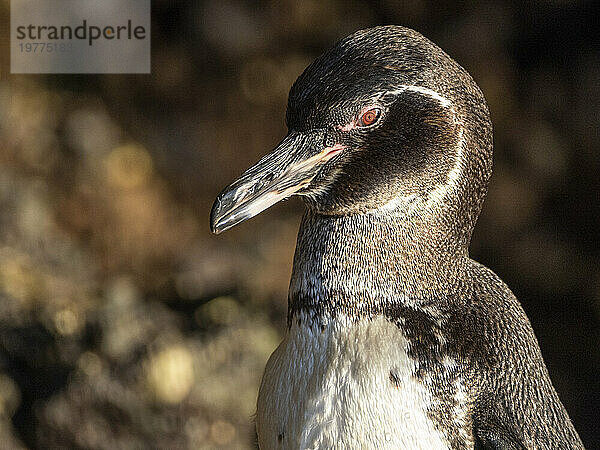 Ein erwachsener Galapagos-Pinguin (Spheniscus mendiculus) auf den Felsen in der Bucht von Urbina  Galapagos-Inseln  UNESCO-Weltkulturerbe  Ecuador  Südamerika