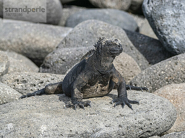 Erwachsener Galapagos-Meeresleguan (Amblyrhynchus cristatus)  sonnt sich auf North Seymour Island  Galapagos-Inseln  UNESCO-Weltkulturerbe  Ecuador  Südamerika