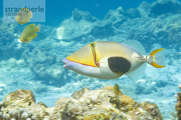 Ein ausgewachsener Schwarzfleck-Drückerfisch (Rhinecanthus verrucosus)  der auf dem Riff vor der Insel Bangka  Indonesien  Südostasien schwimmt