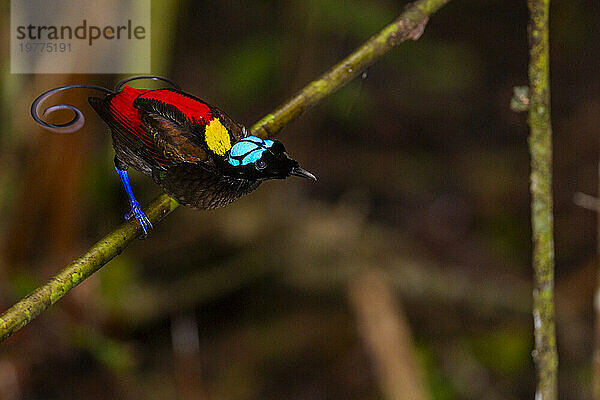 Ein männlicher Wilson-Paradiesvogel (Cicinnurus respublica) bei der Balz auf der Insel Waigeo  Raja Ampat  Indonesien  Südostasien  Asien