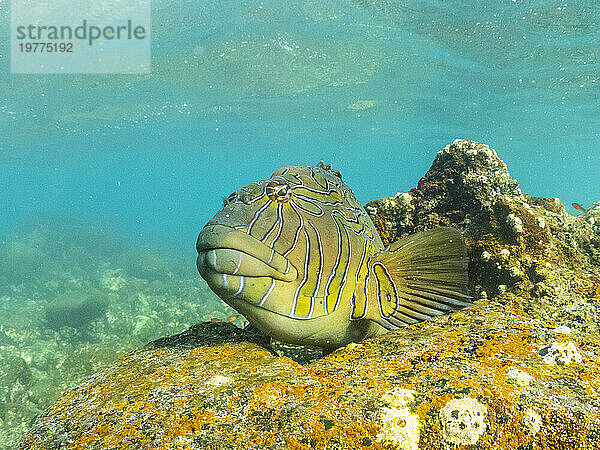 Ein ausgewachsener Riesenfalkenfisch (Cirrhitus rivulatus) am Riff der Buccaneer Cove  Insel Santiago  Galapagosinseln  UNESCO-Weltkulturerbe  Ecuador  Südamerika