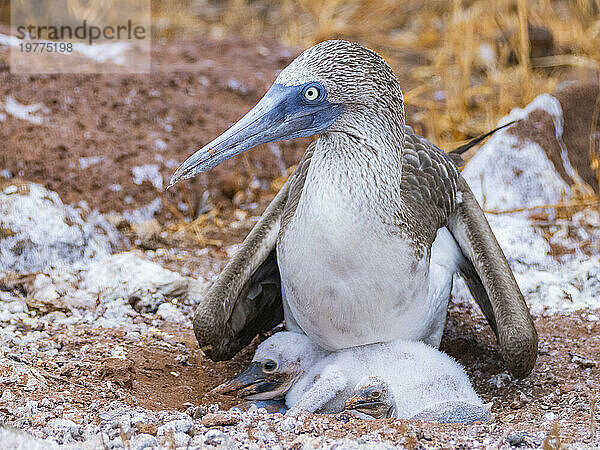 Ausgewachsener Blaufußtölpel (Sula nebouxii) mit Küken auf North Seymour Island  Galapagos-Inseln  UNESCO-Weltkulturerbe  Ecuador  Südamerika