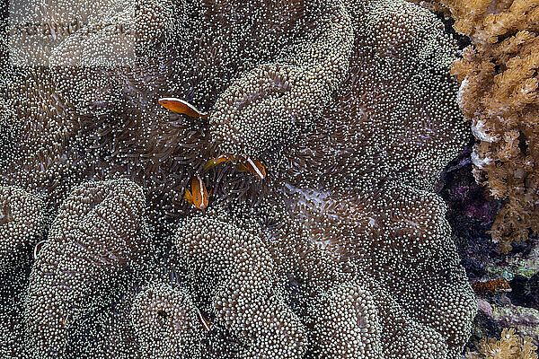 Ein erwachsener orangefarbener Skunk-Anemonenfisch (Amphiprion sandaracinos)  der auf dem Riff vor der Insel Bangka  Indonesien  Südostasien  Asien schwimmt