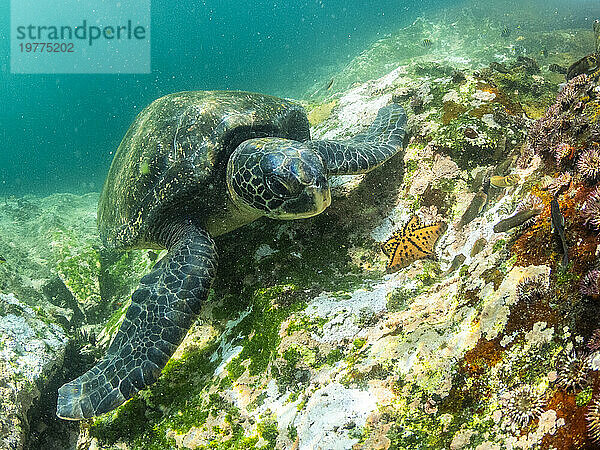 Ausgewachsene Grüne Meeresschildkröte (Chelonia mydas)  Fütterung in der Nähe von Buccaneer Cove  Insel Santiago  Galapagos-Inseln  UNESCO-Weltkulturerbe  Ecuador  Südamerika