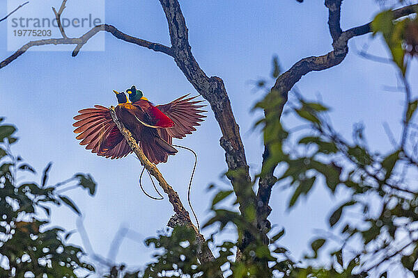 Ein Paar erwachsener roter Paradiesvögel (Paradisaea rubra) bei der Balz auf der Insel Gam  Raja Ampat  Indonesien  Südostasien  Asien