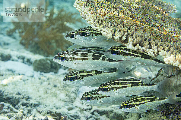 Ein Schwarm ausgewachsener Monokelbrassen (Scolopsis bilineata) vor dem Riff auf der Insel Bangka  in der Nähe von Manado  Indonesien  Südostasien