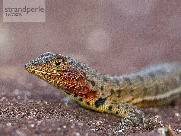 Erwachsene weibliche Galapagos-Lava-Eidechse (Microlophus albemarlensis)  auf der Insel Rabida  Galapagos-Inseln  UNESCO-Weltkulturerbe  Ecuador  Südamerika