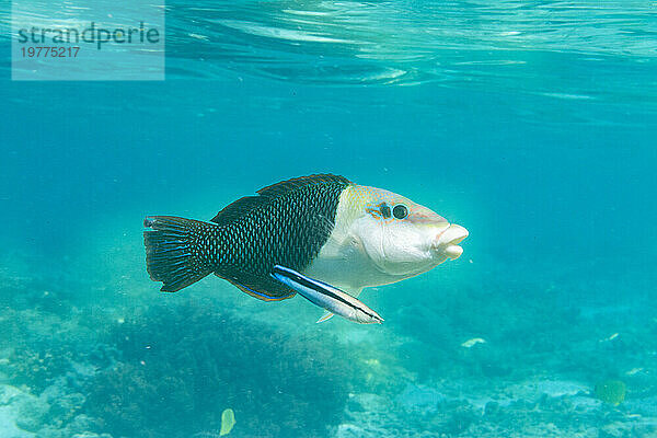 Eine ausgewachsene Schwarzaugen-Dicklippe (Hemigymnus melapterus)  die vor Port Airboret  Raja Ampat  Indonesien  Südostasien  Asien gereinigt wird