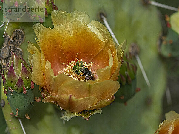 Ein blühender blinder Feigenkaktus (Opuntia rufida)  Big Bend Nationalpark  Texas  Vereinigte Staaten von Amerika  Nordamerika