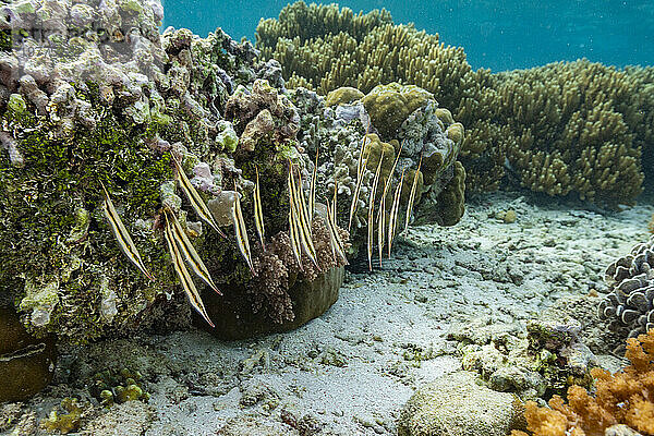 Ein Schwarm Gliedermesserfische (Aeoliscus strigatus) in ihrer üblichen Kopf-nach-unten-Formation vor der Insel Bangka  Indonesien  Südostasien  Asien