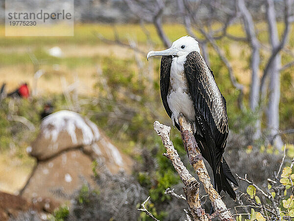 Jungfregattvogel (Fregata Minor)  thront auf einem Baum auf North Seymour Island  Galapagos-Inseln  UNESCO-Weltkulturerbe  Ecuador  Südamerika