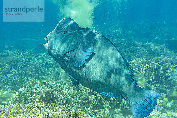 Ein ausgewachsener Büffelkopf-Papageienfisch (Bolbometopan muricatum) vor dem Riff auf der Insel Kawe  Raja Ampat  Indonesien  Südostasien