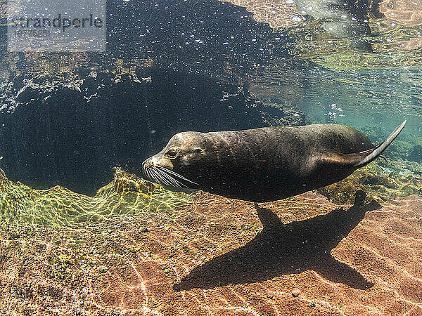 Erwachsener männlicher Galapagos-Seelöwe (Zalophus wollebaeki)  unter Wasser auf der Insel Santiago  Galapagos-Inseln  UNESCO-Weltkulturerbe  Ecuador  Südamerika