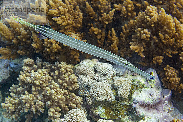 Ein ausgewachsener Trompetenfisch (Aulostomus chinensis) vor dem Riff auf der Insel Bangka  in der Nähe von Manado  Indonesien  Südostasien