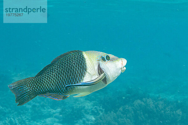 Eine ausgewachsene Schwarzaugen-Dicklippe (Hemigymnus melapterus)  die vor Port Airboret  Raja Ampat  Indonesien  Südostasien  Asien gereinigt wird