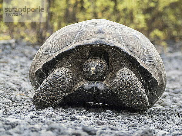 Wilde Galapagos-Riesenschildkröte (Chelonoidis spp)  gefunden in der Bucht von Urbina  Insel Isabela  Galapagos-Inseln  UNESCO-Weltkulturerbe  Ecuador  Südamerika