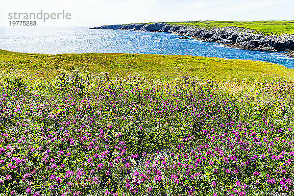 Wildnisgebiet  Mistaken Point  UNESCO-Weltkulturerbe  Halbinsel Avalon  Neufundland  Kanada  Nordamerika