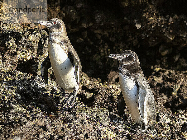 Ein Paar erwachsener Galapagos-Pinguine (Spheniscus mendiculus) auf den Felsen in der Bucht von Urbina  Galapagos-Inseln  UNESCO-Weltkulturerbe  Ecuador  Südamerika