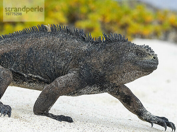 Ausgewachsener Galapagos-Meeresleguan (Amblyrhynchus cristatus)  am Strand von Cerro Brujo  Insel San Cristobal  Galapagos-Inseln  UNESCO-Weltkulturerbe  Ecuador  Südamerika