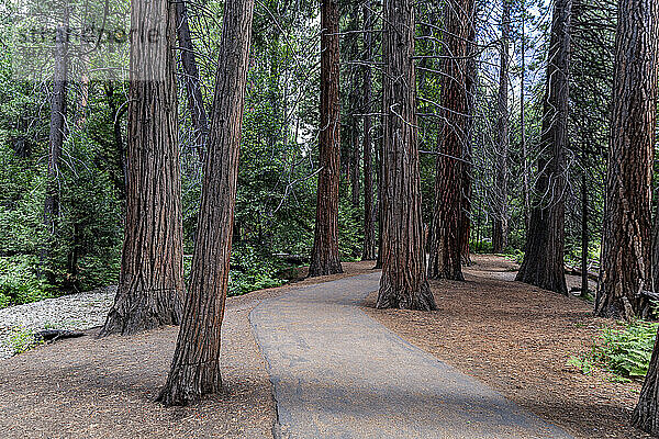 Mammutbäume im Yosemite-Nationalpark  UNESCO-Weltkulturerbe  Kalifornien  Vereinigte Staaten von Amerika  Nordamerika