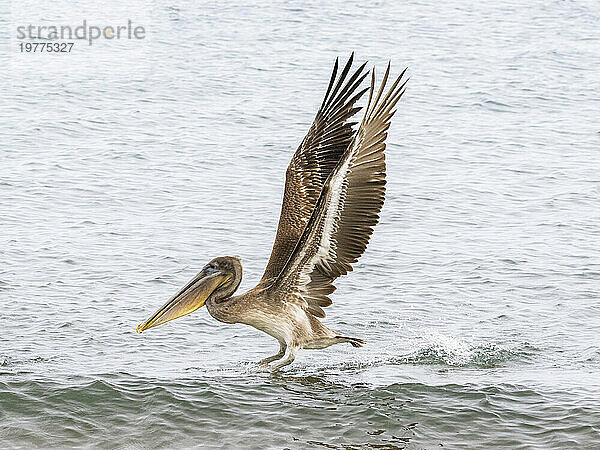 Jungbrauner Pelikan (Pelecanus occidentalis)  in Buccaneer Cove  Insel Santiago  Galapagosinseln  UNESCO-Weltkulturerbe  Ecuador  Südamerika