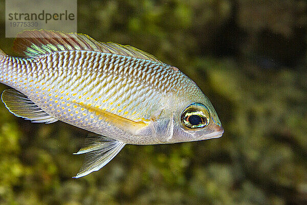 Eine ausgewachsene Goldbrasse (Scolopsis margaritifera)  nachts vor der Insel Wohof  Raja Ampat  Indonesien  Südostasien  Asien