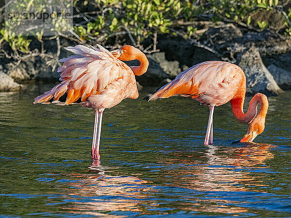 Ein Paar Amerikanische Flamingos (Phoenicopterus ruber)  die sich von Artesmia-Garnelen ernähren  Insel Rabida  Galapagosinseln  UNESCO-Weltkulturerbe  Ecuador  Südamerika