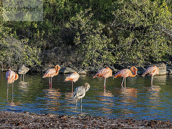 Ein Schwarm amerikanischer Flamingos (Phoenicopterus ruber)  der sich von Artesmia-Garnelen ernährt  Insel Rabida  Galapagosinseln  UNESCO-Weltkulturerbe  Ecuador  Südamerika