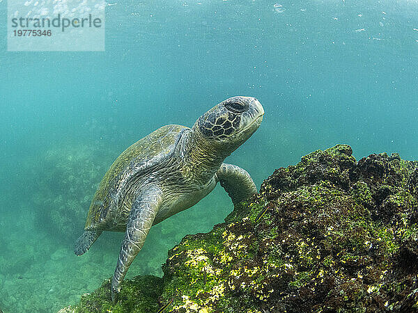 Ausgewachsene Grüne Meeresschildkröte (Chelonia mydas)  die sich von Algen ernährt  in der Nähe der Insel Fernandina  Galapagos-Inseln  UNESCO-Weltkulturerbe  Ecuador  Südamerika