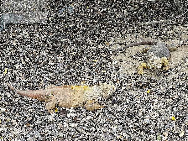 Ein Paar erwachsener Galapagos-Landleguane (Conolophus subcristatus) sonnt sich in der Urbina-Bucht  Galapagos-Inseln  UNESCO-Weltkulturerbe  Ecuador  Südamerika